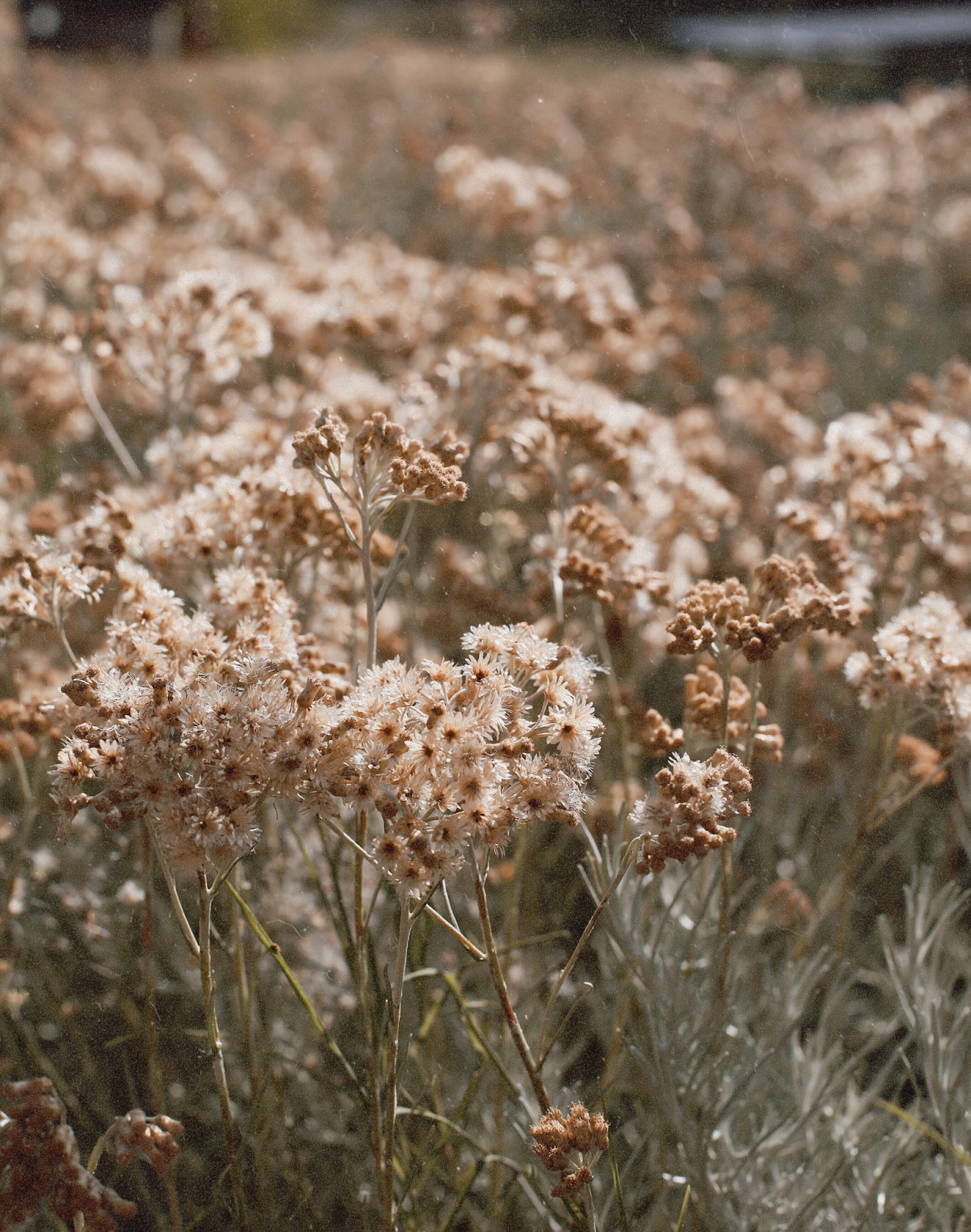 Provence Photo Diary - Pretty Little Fawn